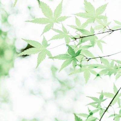 蜂鸟五虎将变态版下载